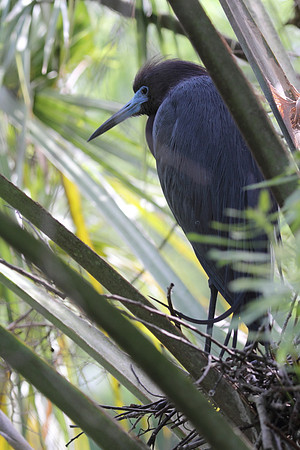Little Blue Heron