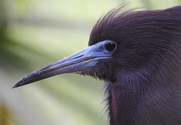 Little Blue Heron