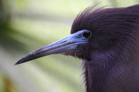 Little Blue Heron