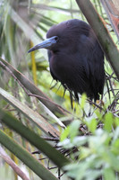Little Blue Heron