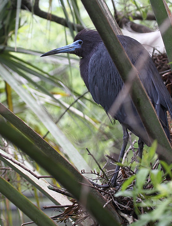 Little Blue Heron