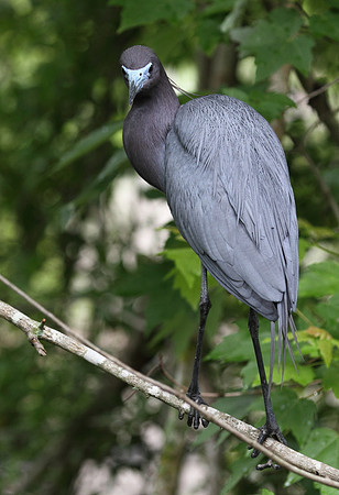 Little Blue Heron