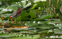 Green Heron