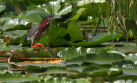 Green Heron