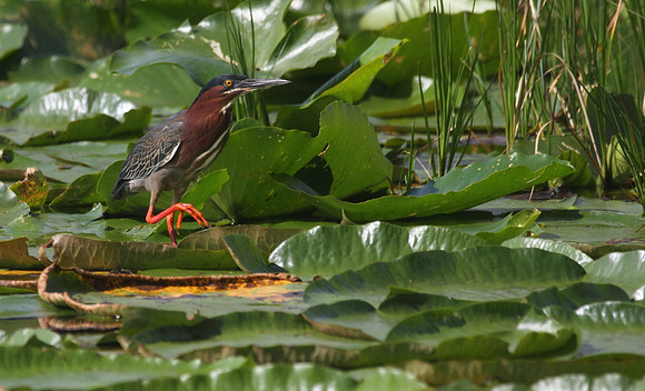 Green Heron