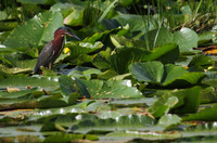 Green Heron