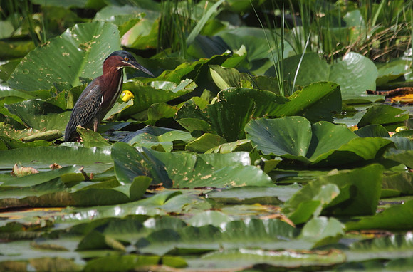 Green Heron