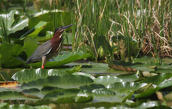Green Heron