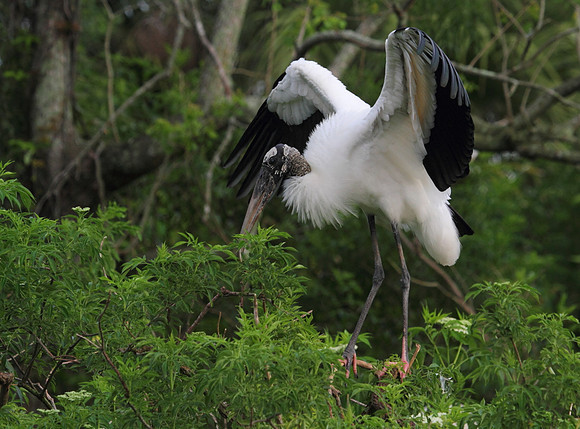 Wood Stork