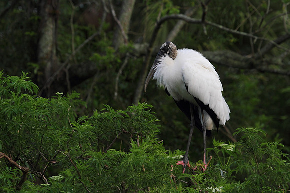 Wood Stork
