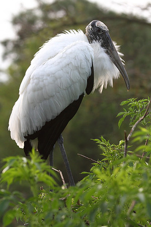Wood Stork