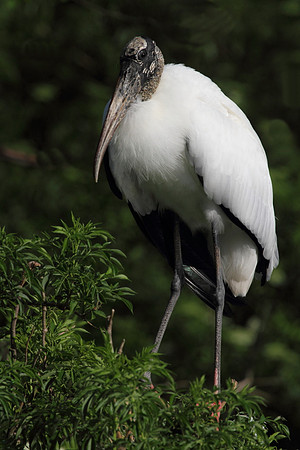 Wood Stork