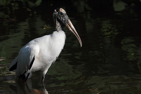 Wood Stork