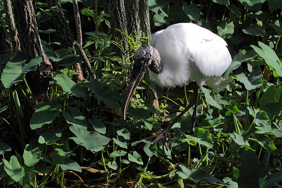 Wood Stork