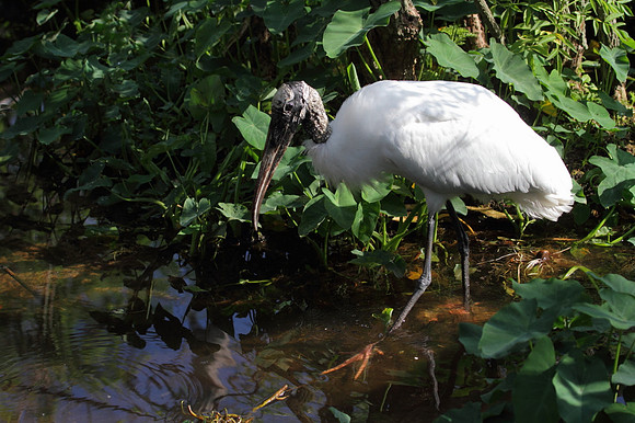Wood Stork