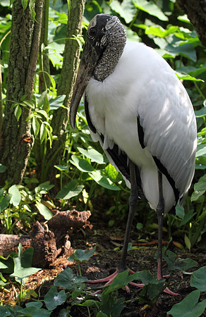 Wood Stork