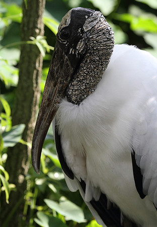 Wood Stork