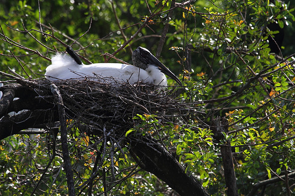 Wood Stork