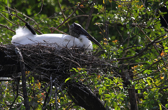Wood Stork