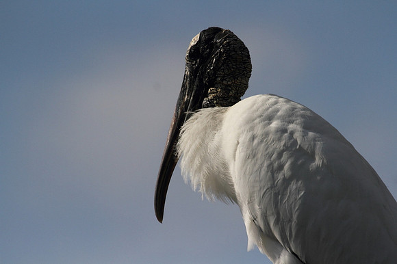 Wood Stork