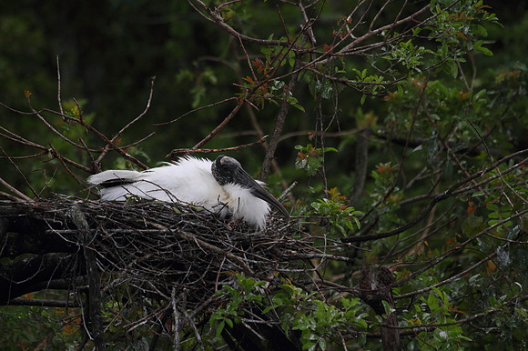 Wood Stork
