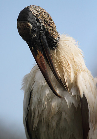 Wood Stork