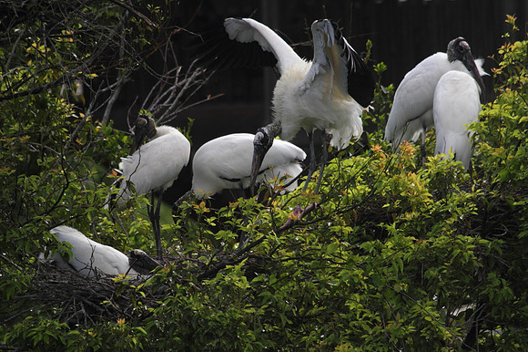 Wood Stork