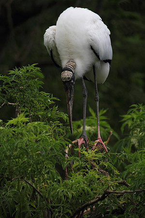 Wood Stork