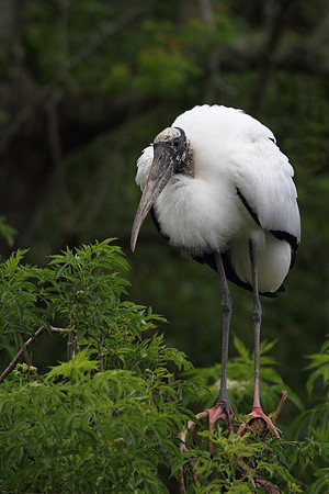 Wood Stork