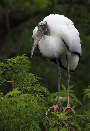 Wood Stork