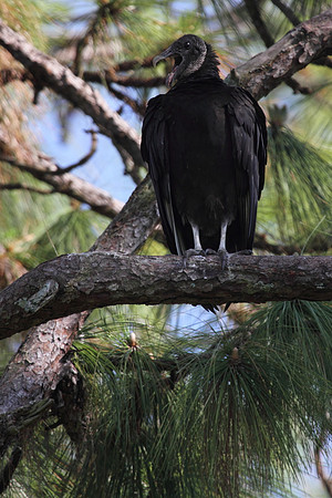 Black Vulture