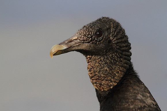 Black Vulture