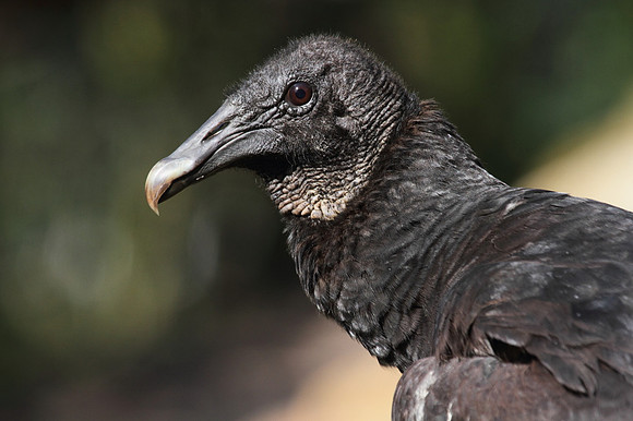 Black Vulture