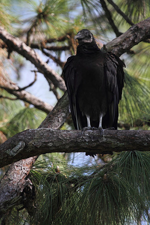 Black Vulture