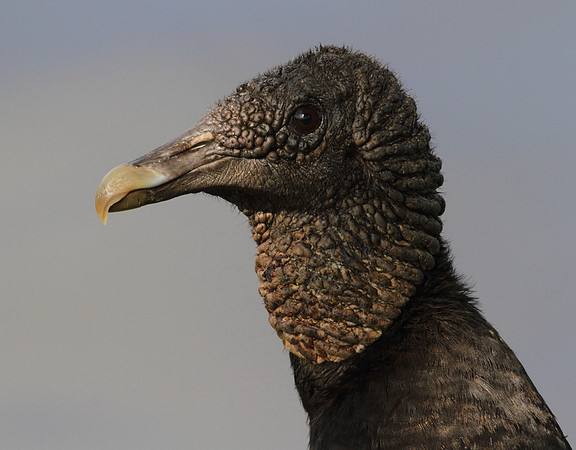 Black Vulture