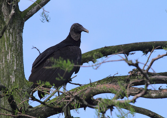 Black Vulture