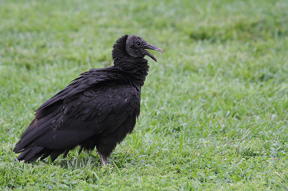 Black Vulture