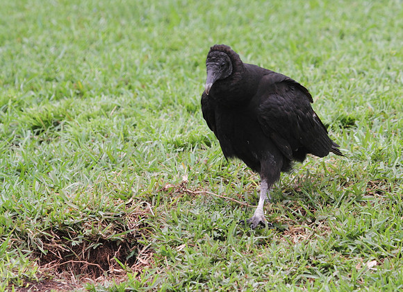 Black Vulture