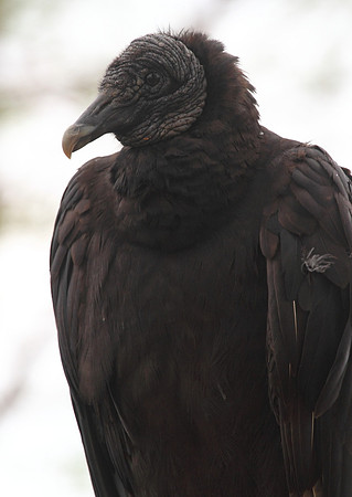 Black Vulture