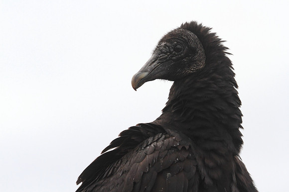 Black Vulture