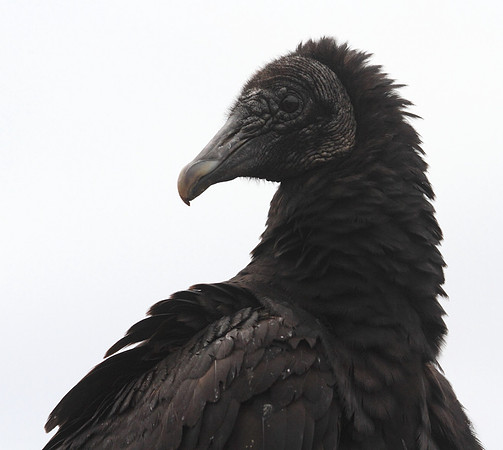 Black Vulture