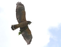 Red Shouldered Hawk