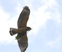 Red Shouldered Hawk