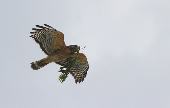 Red Shouldered Hawk