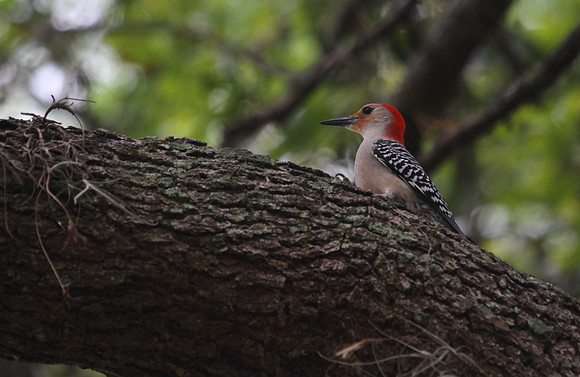 Red Bellied Woodpecker