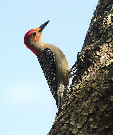 Red Bellied Woodpecker