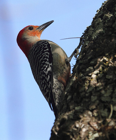 Red Bellied Woodpecker