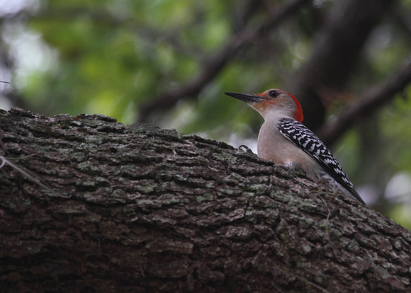 Red Bellied Woodpecker