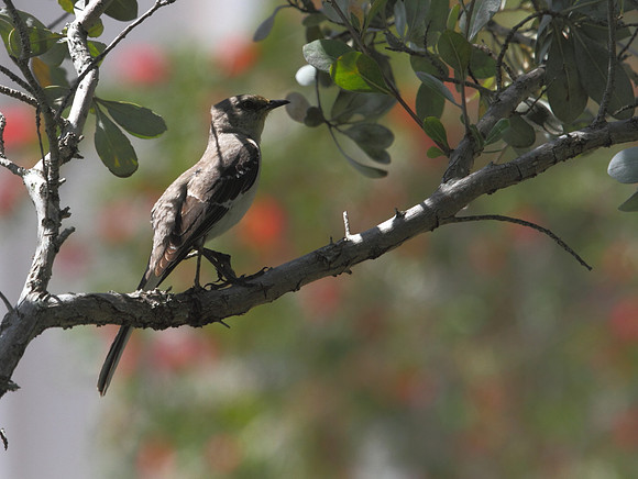 Northern Mockingbird