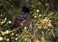 Red Vented Bulbul